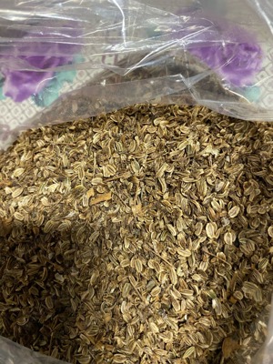 Sămânță de leuștean 