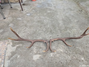 vând coarne de cerb 