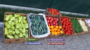 Rasad rosii Rasaduri Legume ardei castraveti vinete salata tomate 2026