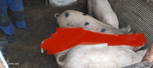 Purcele marele alb duroc