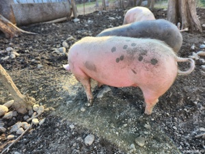 porci 