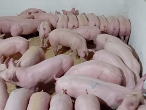 Vand porci de carne 