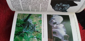 Carte Enciclopedia pisicilor Cats rase si ingrijirea lor cu ilustrate - imagine 2