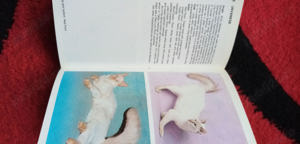 Carte Enciclopedia pisicilor Cats rase si ingrijirea lor cu ilustrate - imagine 3