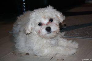 Bichon Maltesee, disponibile doua fetițe, căutăm familie iubitoare 