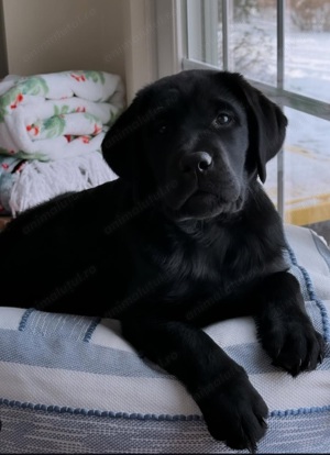 Labrador  fetițe si băieței  1000 lei