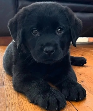 Labrador  fetițe si băieței  1000 lei - imagine 3 Labrador  fetițe si băieței  1000 lei - imagine 3