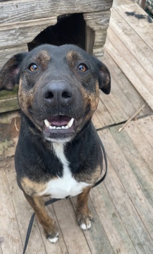 Patrick-un uriaș prietenos - imagine 2