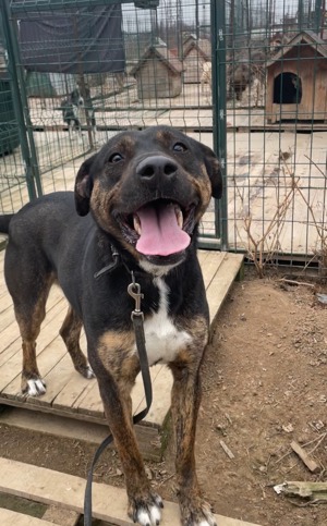 Patrick-un uriaș prietenos - imagine 3