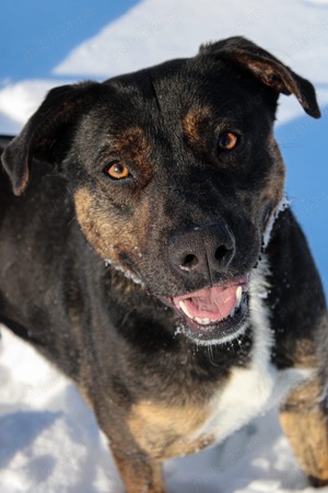 Patrick-un uriaș prietenos - imagine 5