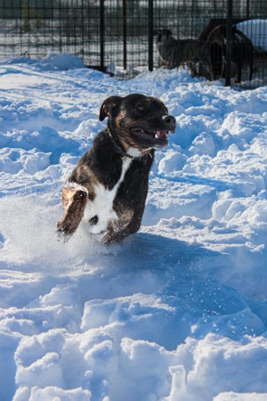 Patrick-un uriaș prietenos - imagine 4