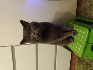 Motan British Sorthair Blue  - imagine 2