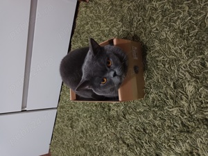 Motan British Sorthair Blue  - imagine 4