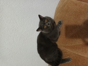 Motan British Sorthair Blue  - imagine 5