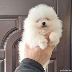 Pomeranian