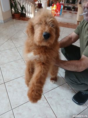 Goldendoodle  - imagine 2