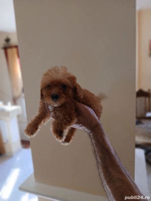 Maltipoo - imagine 3