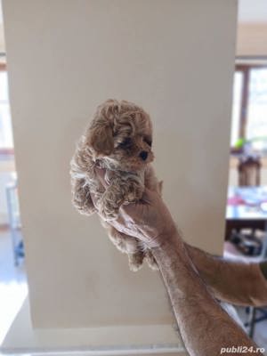 Maltipoo - imagine 2