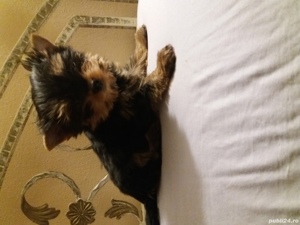 Yorkshire terrier