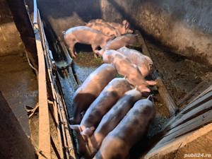 Purcei de vânzare petrean  - imagine 3