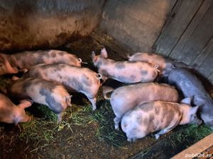 Purcei de vânzare petrean  - imagine 2