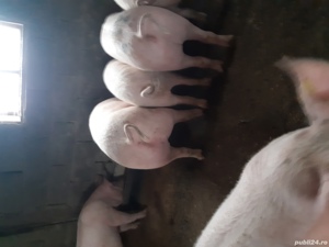 vand porci 