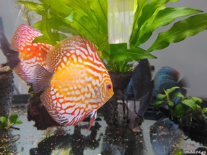 Pesti acvariu Discus 