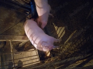De vânzare un grăsun.
