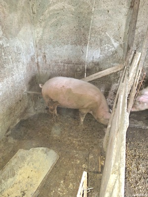 porc 120-130kg