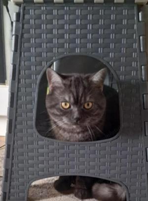 Motan british shorthair 