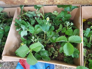 Stoloni capsuni care rodesc tot anul  - imagine 4