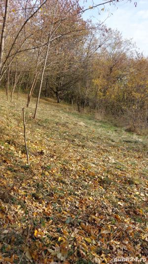 Teren intravilan 1600 mp in Brebu, sat Podu Cheii ,Prahova - imagine 5