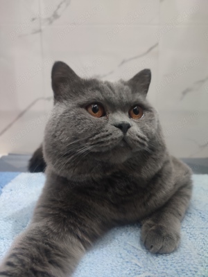 motan British Shorthair 