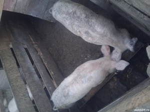 Porci de vânzare 