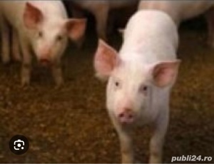 vind purcei  - imagine 2