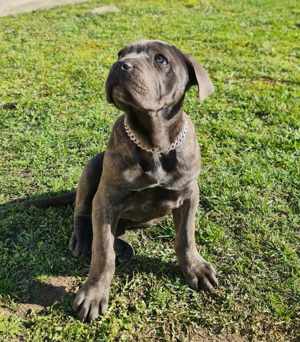 Vând CaneCorso fetiță 12 săptămâni 
