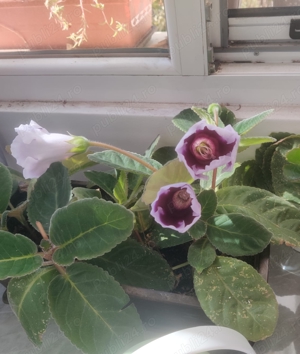 Gloxinii de vanzare