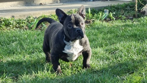 American Bully Exotic - imagine 3