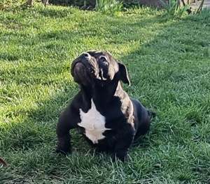 American Bully Exotic