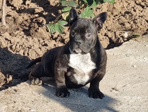 American Bully Exotic - imagine 4