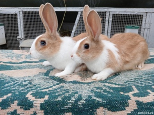 Pui hycole francez! - imagine 2 Pui hycole francez! - imagine 2