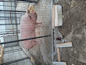 De vânzare porci - imagine 2 De vânzare porci - imagine 2