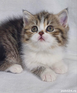 siberiana de padure  - imagine 2 siberiana de padure  - imagine 2