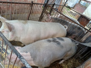 Vând porci pentru sacrificat