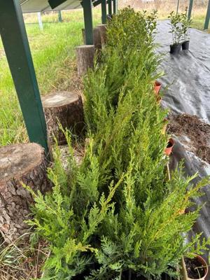 Vând gard viu(Leylandii si Prunus Laurocerasus) in ghiveci 40-60 cm 35 lei