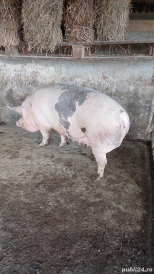 vand porc de sacrificat