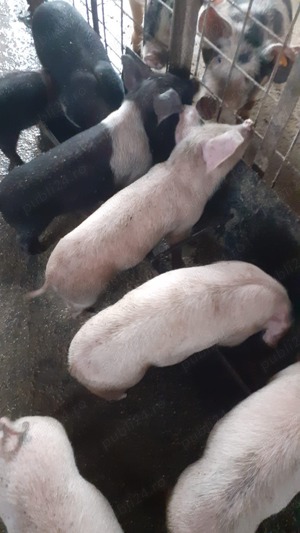 Vând porci, scroafe și purcei  - imagine 2