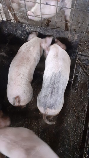 Vând porci, scroafe și purcei  - imagine 3