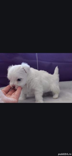 Bichon maltez