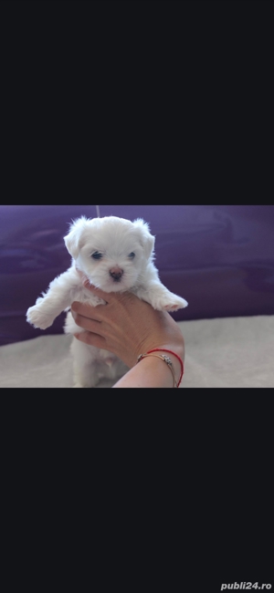 Bichon maltez